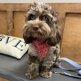 Daisy - Cockapoo