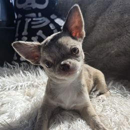 Clove - Chihuahua