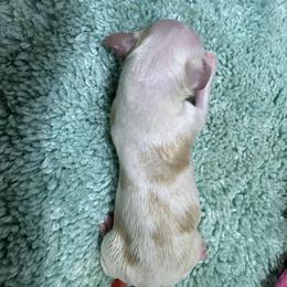 Puppy 23 AKC - Cream male Dachshund puppy in Fayetteville, Pennsylvania from PA's Darling Doxies