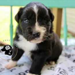 Bronco - Black & white female Miniature Australian Shepherd puppy in Lowgap, North Carolina from Ramblin’ Rose Mini's
