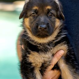 Alpine - Black and red German Shepherd puppy in Atlanta, Georgia from Vom Eisenhunde