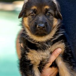 Alpine - Black and red German Shepherd puppy in Atlanta, Georgia from Vom Eisenhunde