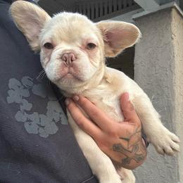 Osito - White male French Bulldog puppy in Los Angeles, California from westsidefrenchies