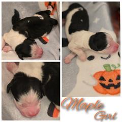 Aussiedoodle, Bordoodle, and Double Doodle Puppies from Ramirez Family Doodles