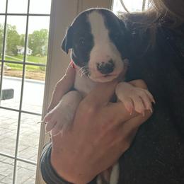 Boy 2 - Black male Whippet puppy in Corry, Pennsylvania from Sara's Whippets