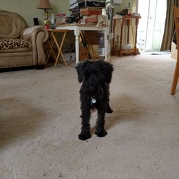 Arty - Miniature Schnauzer