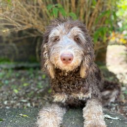 Rock - Phantom male Bernedoodle puppy in Elkin, North Carolina from Poodle and Doodle Haven
