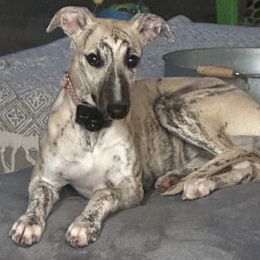 Whippet Puppies from Sara's Whippets
