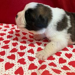 Boy 9 - Red and white male Saint Bernard puppy in New Sharon, Maine from Kimball Pond  Saint Bernards