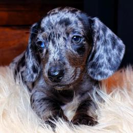 Perseus - Dapple male Dachshund puppy in Washburn, Tennessee from Clinch Mountain Dachshunds