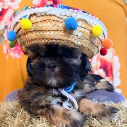 Freddie - Red male Shih Tzu puppy in Hemet, California from Aloha Shih Tzu