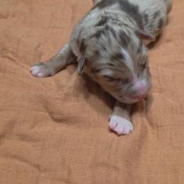 Elliot - Red merle male Australian Shepherd puppy in Marengo, Indiana from J&J Kennel
