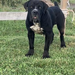 Memphis - Boerboel