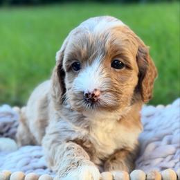 Red - Caramel cream female Australian Labradoodle puppy in Auburn, Washington from West Valley Labradoodles