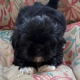 Boy 1 - mint collar - Black male Shih Tzu puppy in Berkeley Springs, West Virginia from Sandridge Shih Tzus