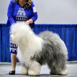 Murphy - Old English Sheepdog