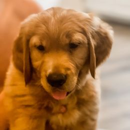 Golden Retriever and Labrador Retriever Puppies from All Around Retrievers