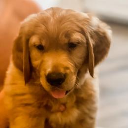 Golden Retriever and Labrador Retriever Puppies from All Around Retrievers