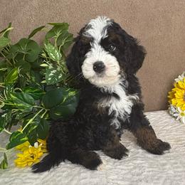 Snowflake - Tri-color female Bernedoodle puppy in Seymour, Missouri from D and D’s Dandy Doodles