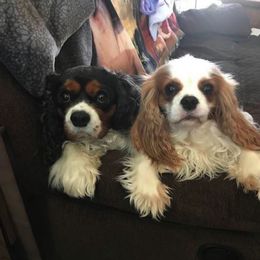 Cavalier King Charles Spaniel Puppies from Elizabeth Kessinger