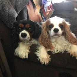 Cavalier King Charles Spaniel Puppies from Elizabeth Kessinger