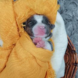 German Shepherd and Pembroke Welsh Corgi Puppies from J&R Shepherds & Corgis