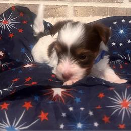 Toby - Parti male Yorkshire Terrier puppy in Bryan, Texas from Shayle's Yorkie Pups