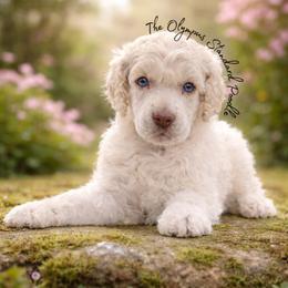 Luna - White female Poodle puppy in Spring Hills, Florida from The Olympus Standard Poodle