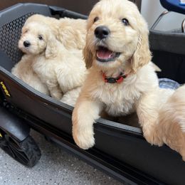 Goldendoodle Puppies from Lakes Golden Doodles