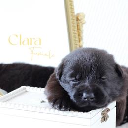 Clara - Black female German Shepherd puppy in De Land, Florida from 3B’s Animal Artistry