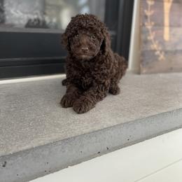English Springer Spaniel, Poodle, and Springerdoodle Puppies from Little Mountain Springers, Springerdoodles & Poodles