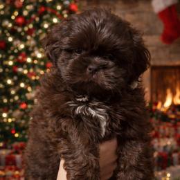 Boy 3 - Chocolate male Shih Tzu puppy in Seguin, Texas from Dolled Up Shih Tzus