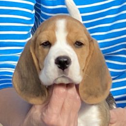 Beagle Puppies from Youngsong Beagles