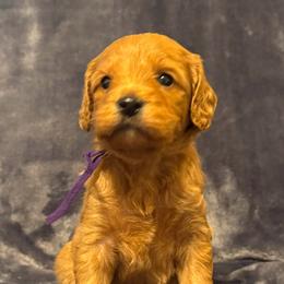 Girl 5 purple collar - female Goldendoodle puppy in Wesson, Mississippi from Southern Country Doodles