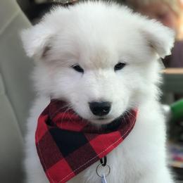 'A Toast To Tradition' (Orange boy) - White male Samoyed puppy in Bearcreek, Montana from Morning Star Samoyeds