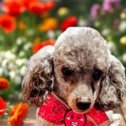 Sylvia - Silver-beige  female Poodle puppy in Sarasota, Florida from Paradise Poodles