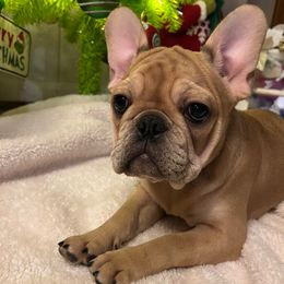 White female - Fawn female French Bulldog puppy in Nevis, Minnesota from Faithful Acres French Bulldogs