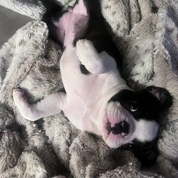 Boston Terrier Puppies from Bethelbreeders