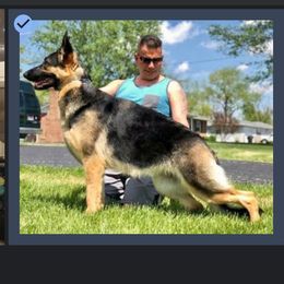 Crimson  - German Shepherd