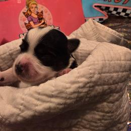 Bandit - Parti male Yorkshire Terrier puppy in Callahan, Florida from Nikki's Precious Yorkies