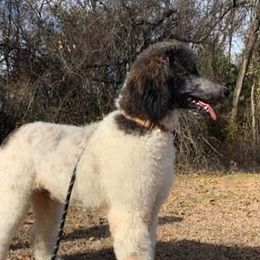 Kingston - Poodle