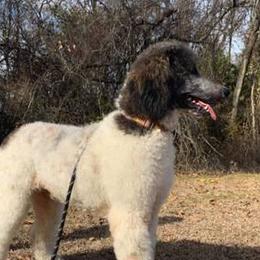 Kingston - Poodle