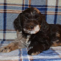 Caspian - Merle male Goldendoodle puppy in Macedon, New York from Toodles Goldendoodles