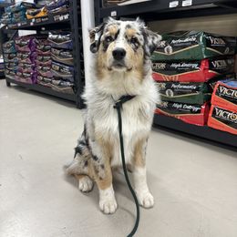 Australian Shepherd Puppies from Luna Lane Aussies