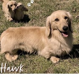 Hawk - Dachshund