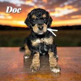 Doc - Phantom male Poodle puppy in Pink Hill, North Carolina from Boodle's Standard Poodles