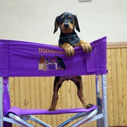 Doberman Pinscher Puppies from Laurel Vail