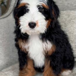 Dumpling - Tri-color female Bernedoodle puppy in West Jordan, Utah from Doodles Friend