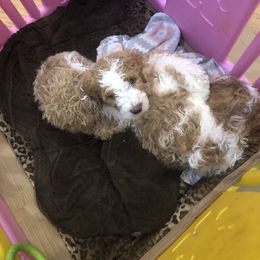 Goldendoodle Puppies from DeerCreek Doodles