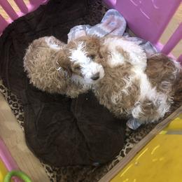 Goldendoodle Puppies from DeerCreek Doodles